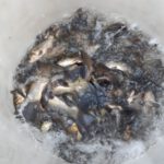 img 20251205 wa0006