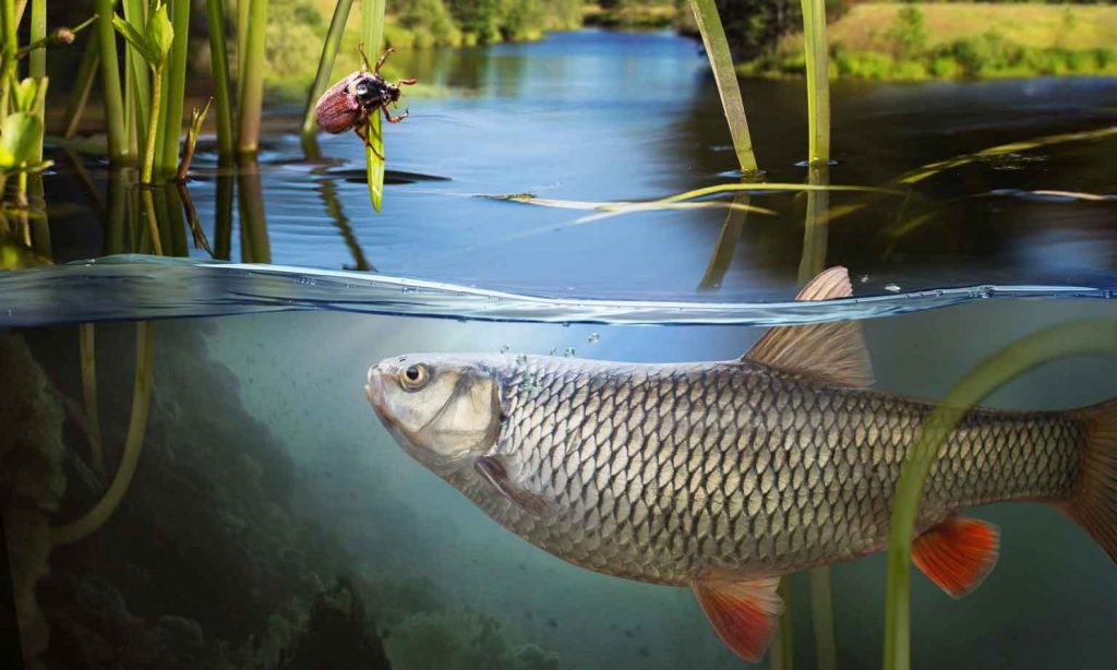 Cropped Fischerei 1 1024x614